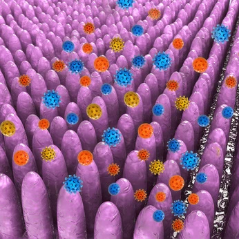 Darmflora - Bakterien unterstützen die Gesundheit