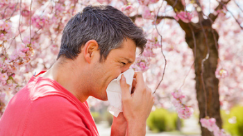 Bei unbehandeltem Heuschnupfen droht Asthma